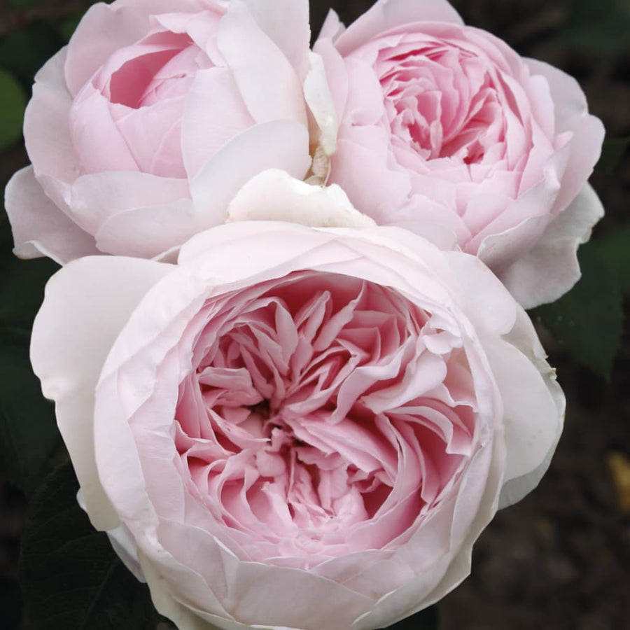 Beetrose Parfuma® 'Herzogin Christiana'® Creme-Zartrosa