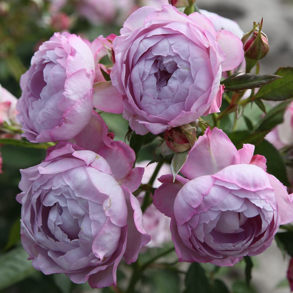 Beetrose Parfuma® 'Herzogin Dorothea' Fliederfarben