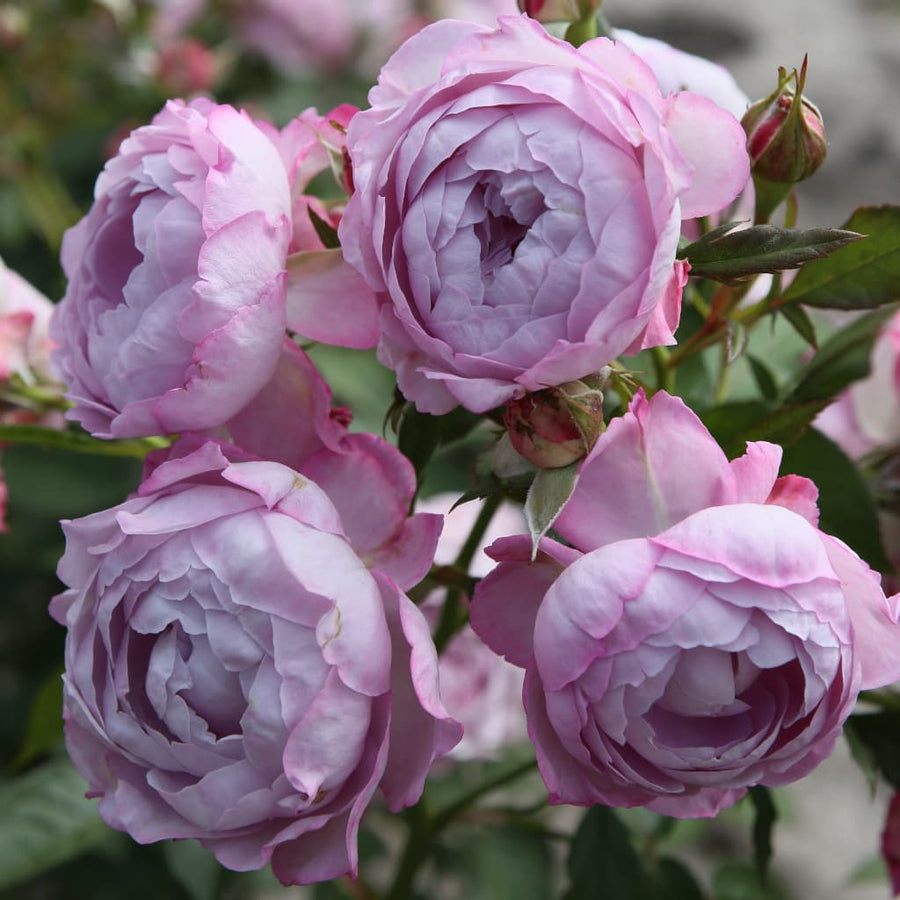 Beetrose Parfuma® 'Herzogin Dorothea' Fliederfarben