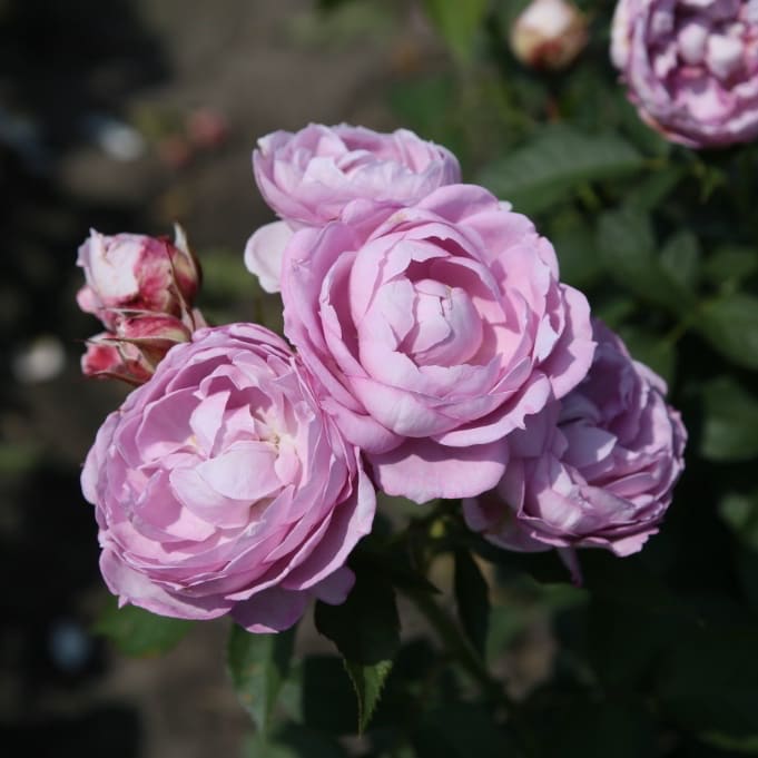 Beetrose Parfuma® 'Herzogin Dorothea' Fliederfarben