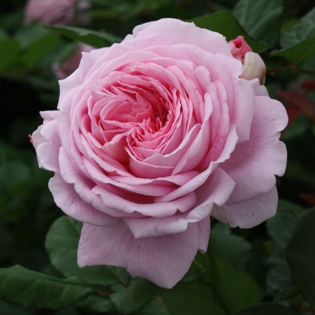 Beetrose Parfuma® 'Rosengräfin Marie Henriette'® Mittelrosa