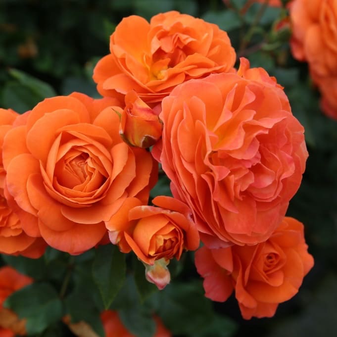 Beetrose 'Phoenix'® Orange