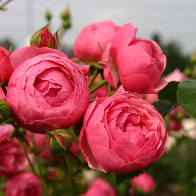 Beetrose 'Pomponella'® Dunkelrosa