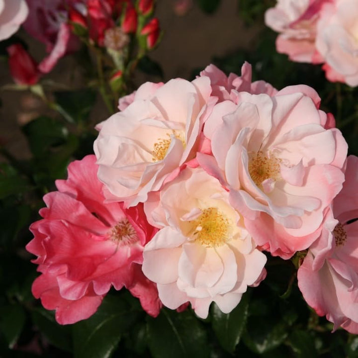 Beetrose 'Roseromantic'® Creme-Lachsrosa