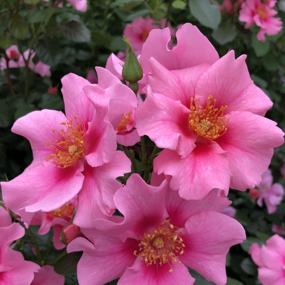 Beetrose 'SEE YOU® in pink' Rosa