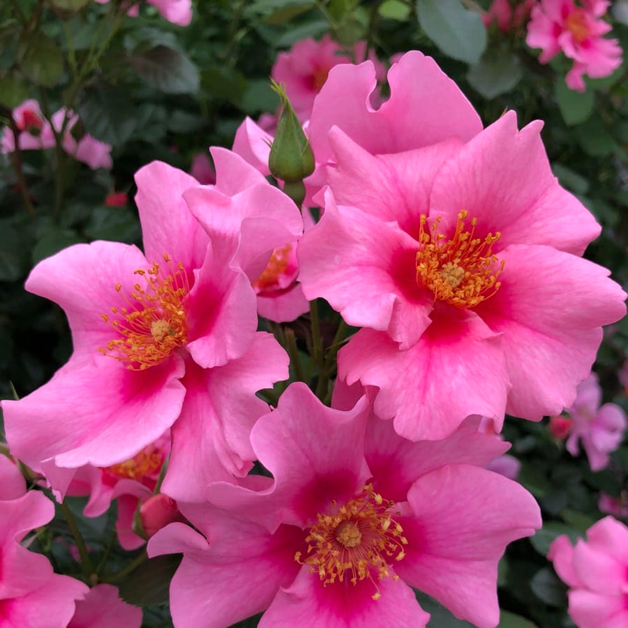 Beetrose 'SEE YOU® in pink' Rosa