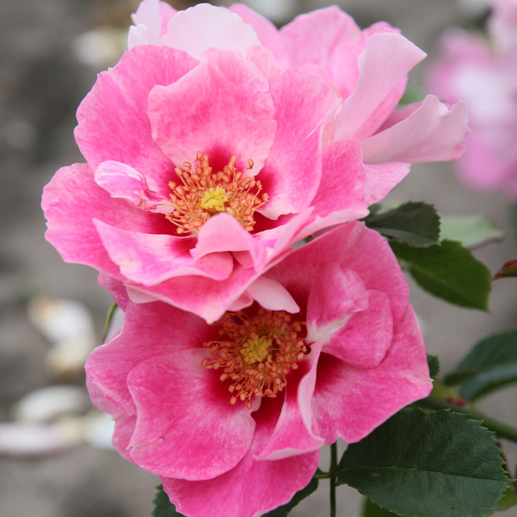 Beetrose 'SEE YOU® in rosé' Zartrosa