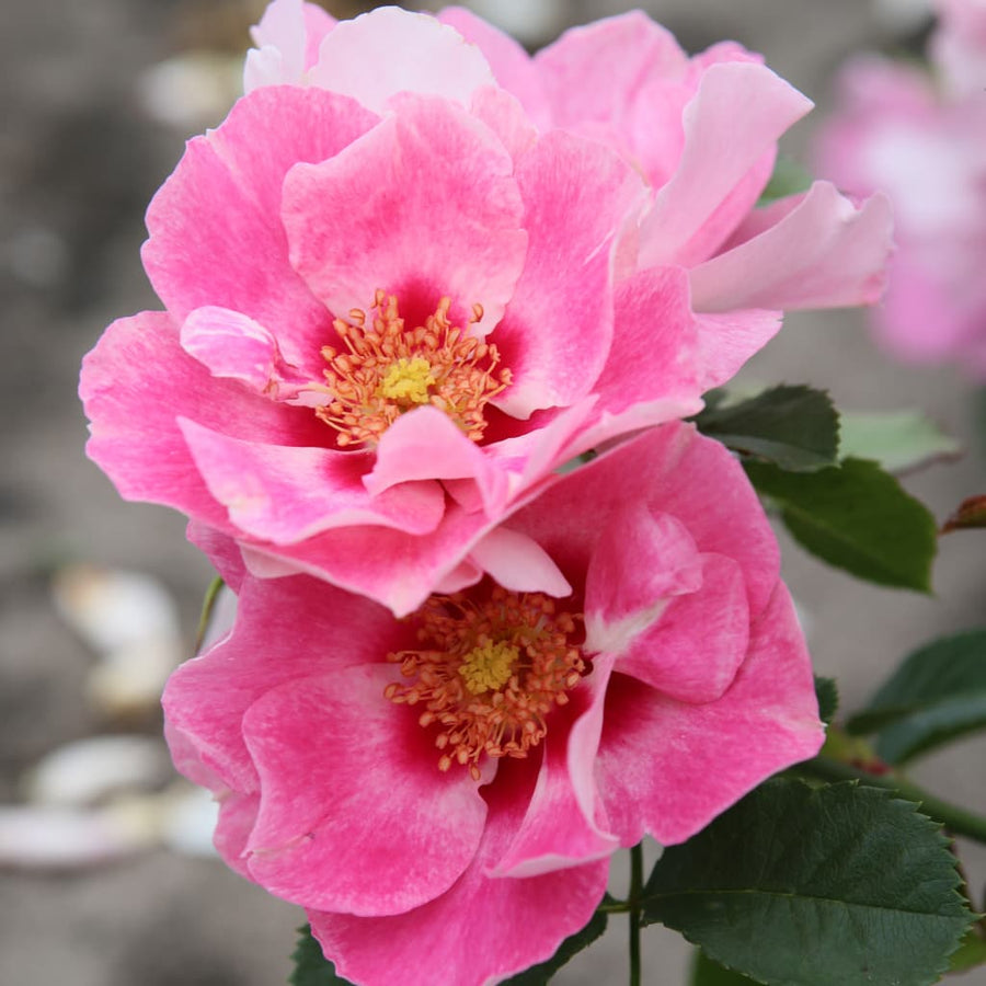 Beetrose 'SEE YOU® in rosé' Zartrosa