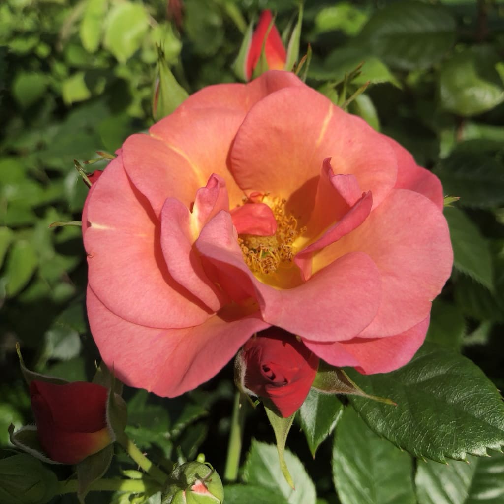 Beetrose 'Spicy'® Orange-Pink