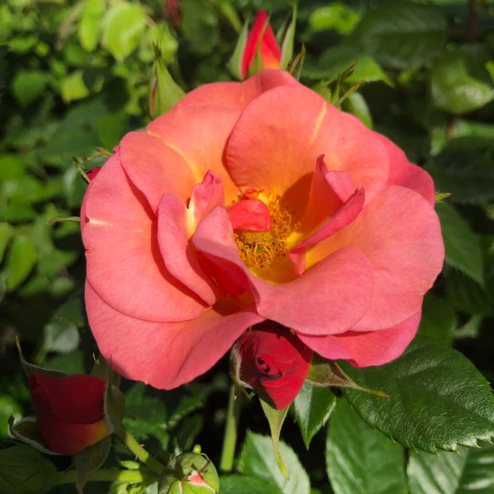 Beetrose 'Spicy'® Orange-Pink