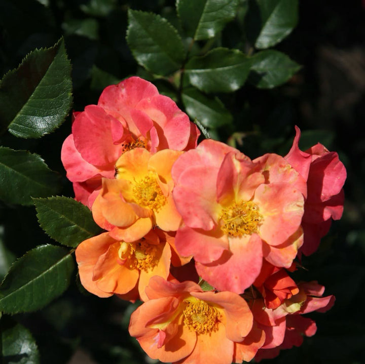 Beetrose 'Spicy'® Orange-Pink