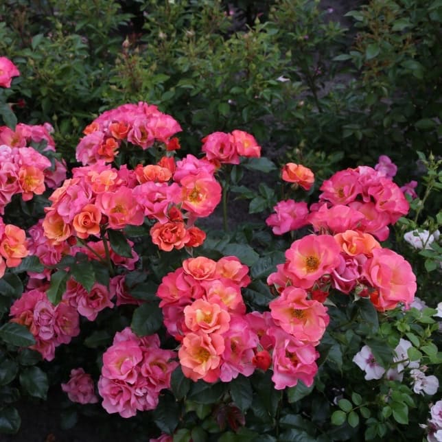 Beetrose 'Spicy'® Orange-Pink