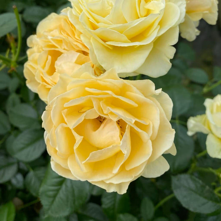 Beetrose 'Spotlight'® Goldgelb