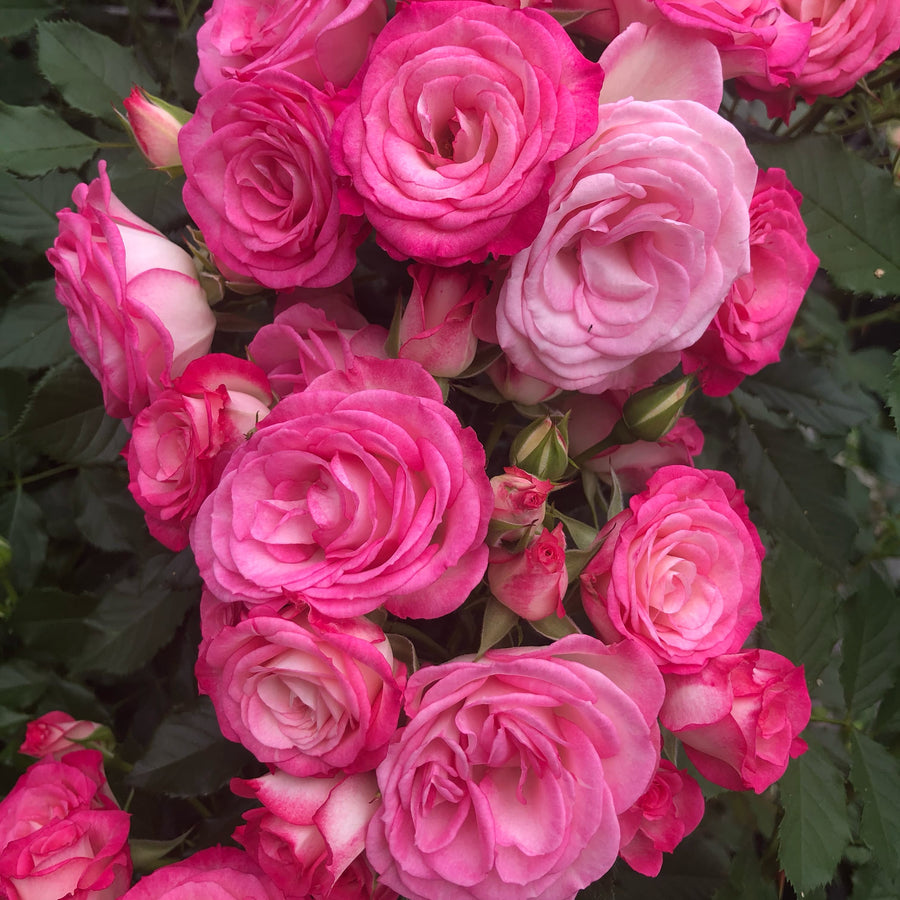 Beetrose 'Xenia'® Rosa
