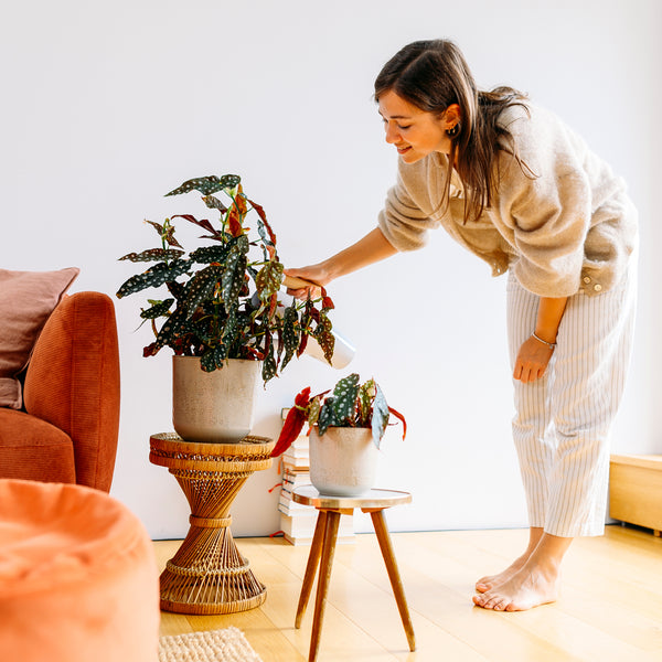 Begonia maculata im Wohnzimmer mit Frau