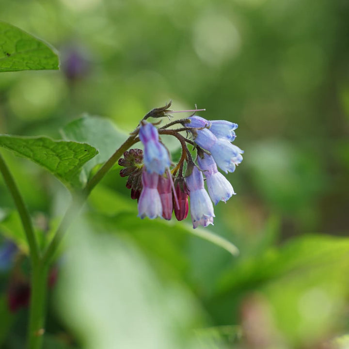 Beinwell 'Hidcote Blue' Blau