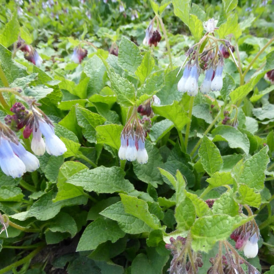 Beinwell 'Hidcote Blue' Blau