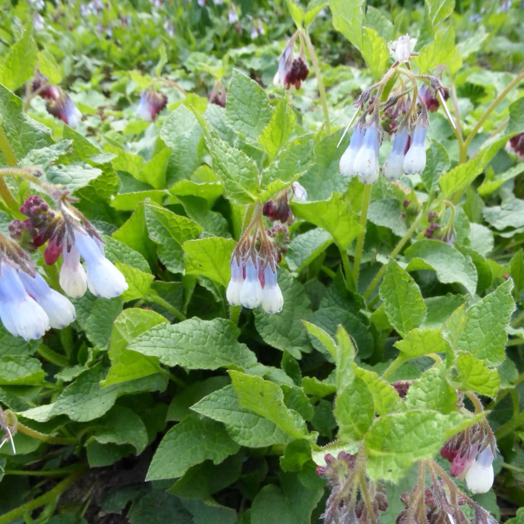 Beinwell 'Hidcote Blue' Blau