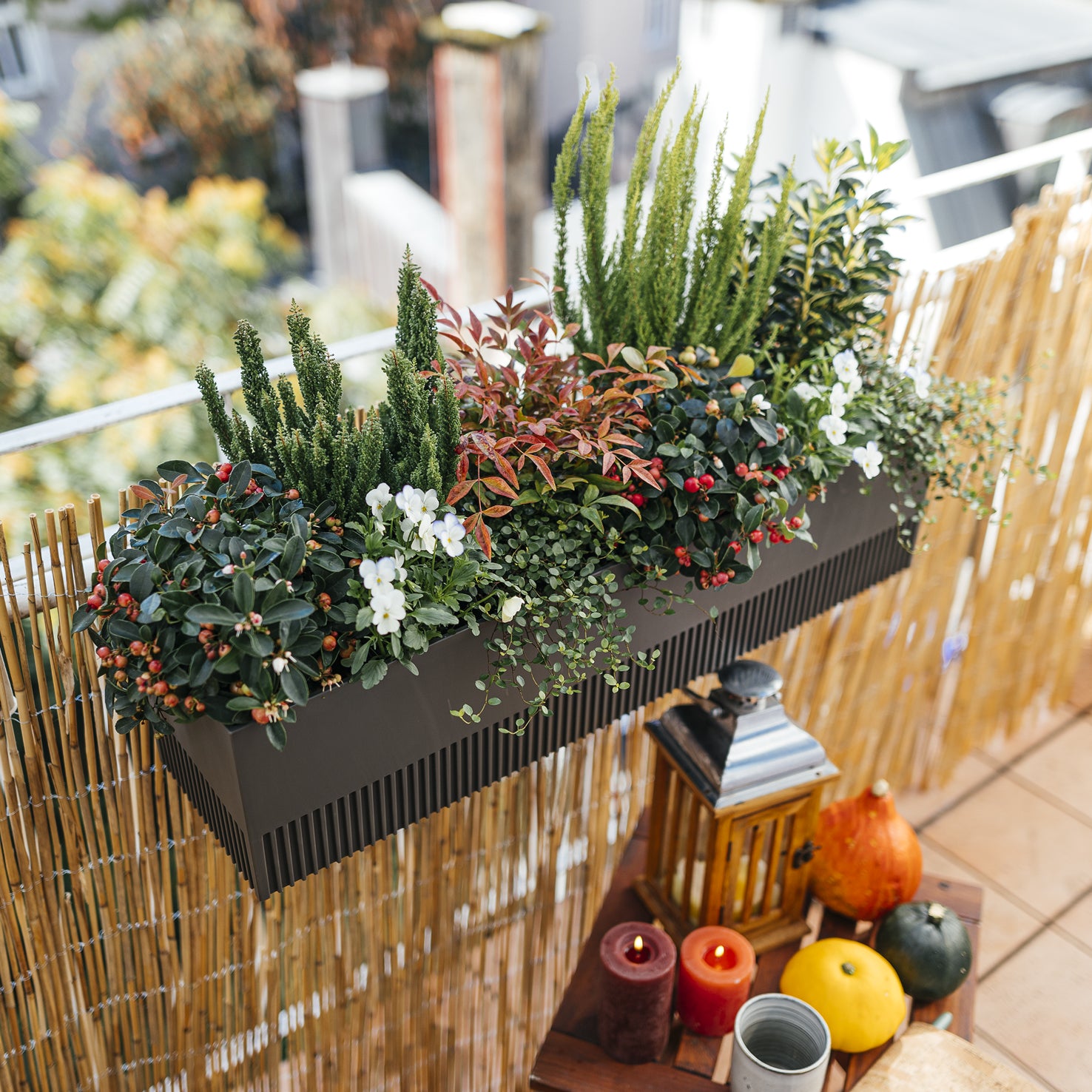blumenkasten mediterran bepflanzen Balkonbox Evergreen Elegance kaufen