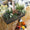 Balkonbox Evergreen Elegance