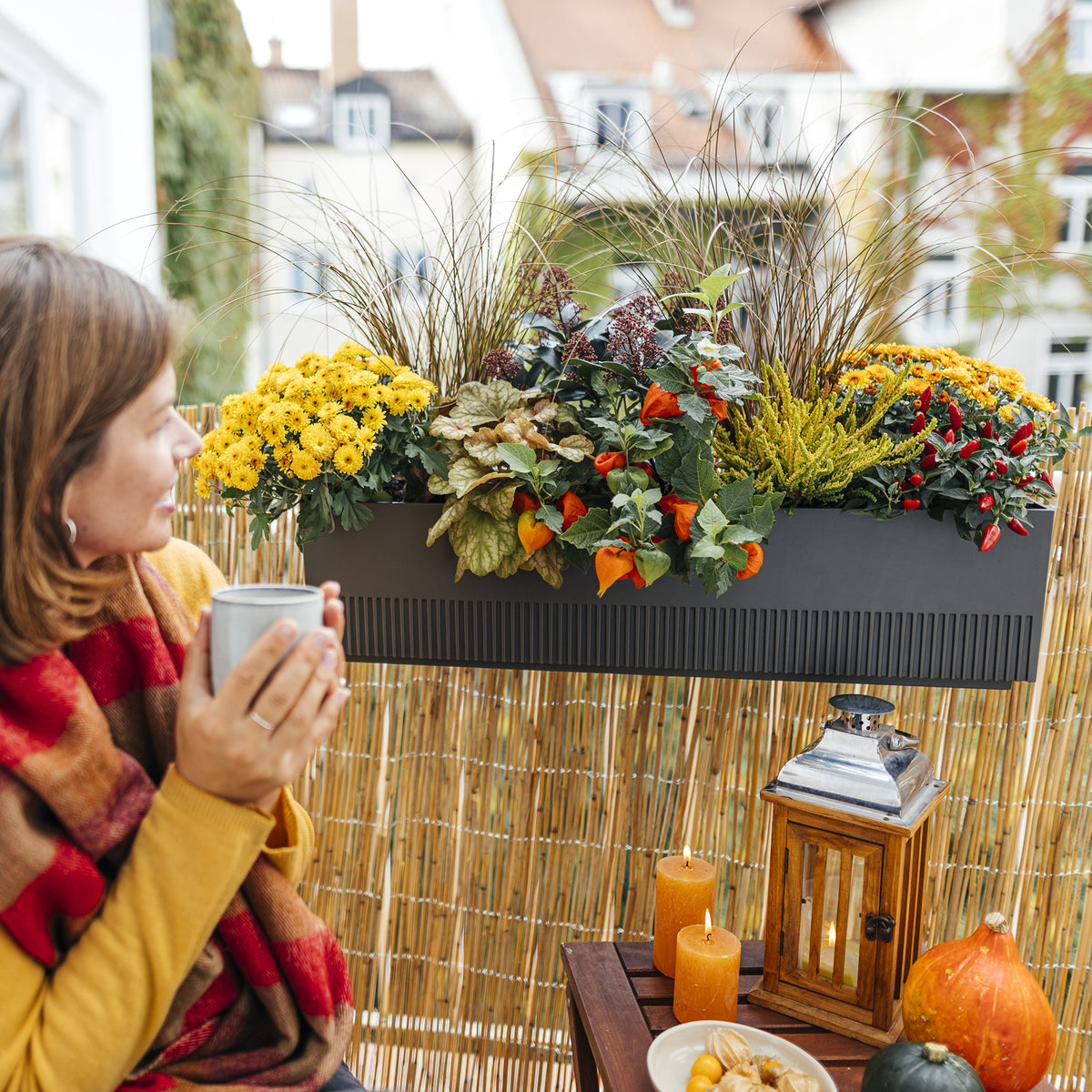 Fertig bepflanzter Balkonkasten Golden Fall