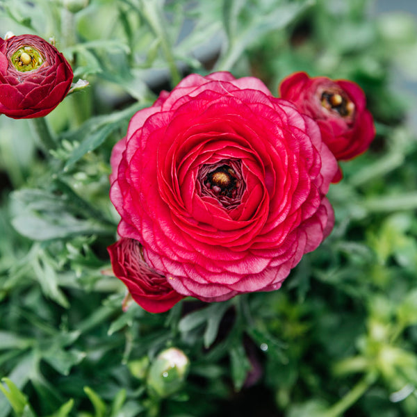 Bepflanzter Blumenkasten Rosy Kiss