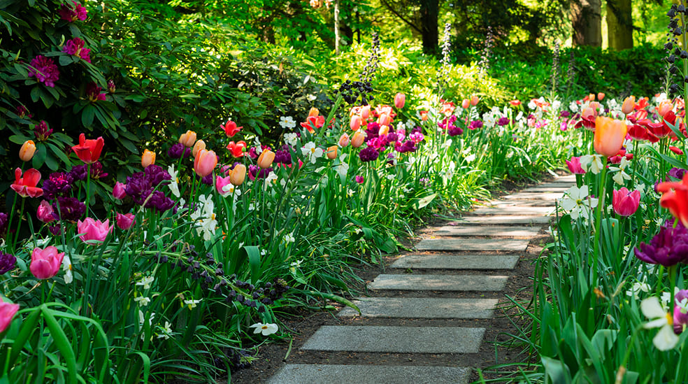 Gartenweg mit blühenden Tulpen und Frühlingsblumen