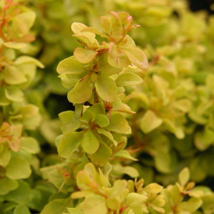 Berberis thunbergii 'Golden Nugget'®