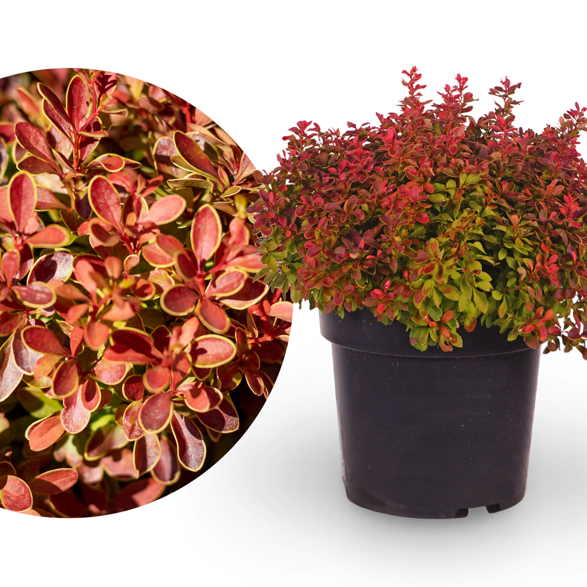 Berberitze 'Admiration'®