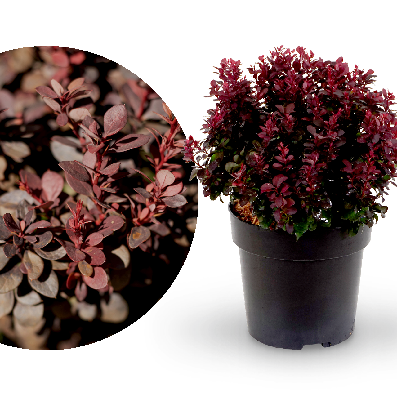 Berberitze 'Concorde'