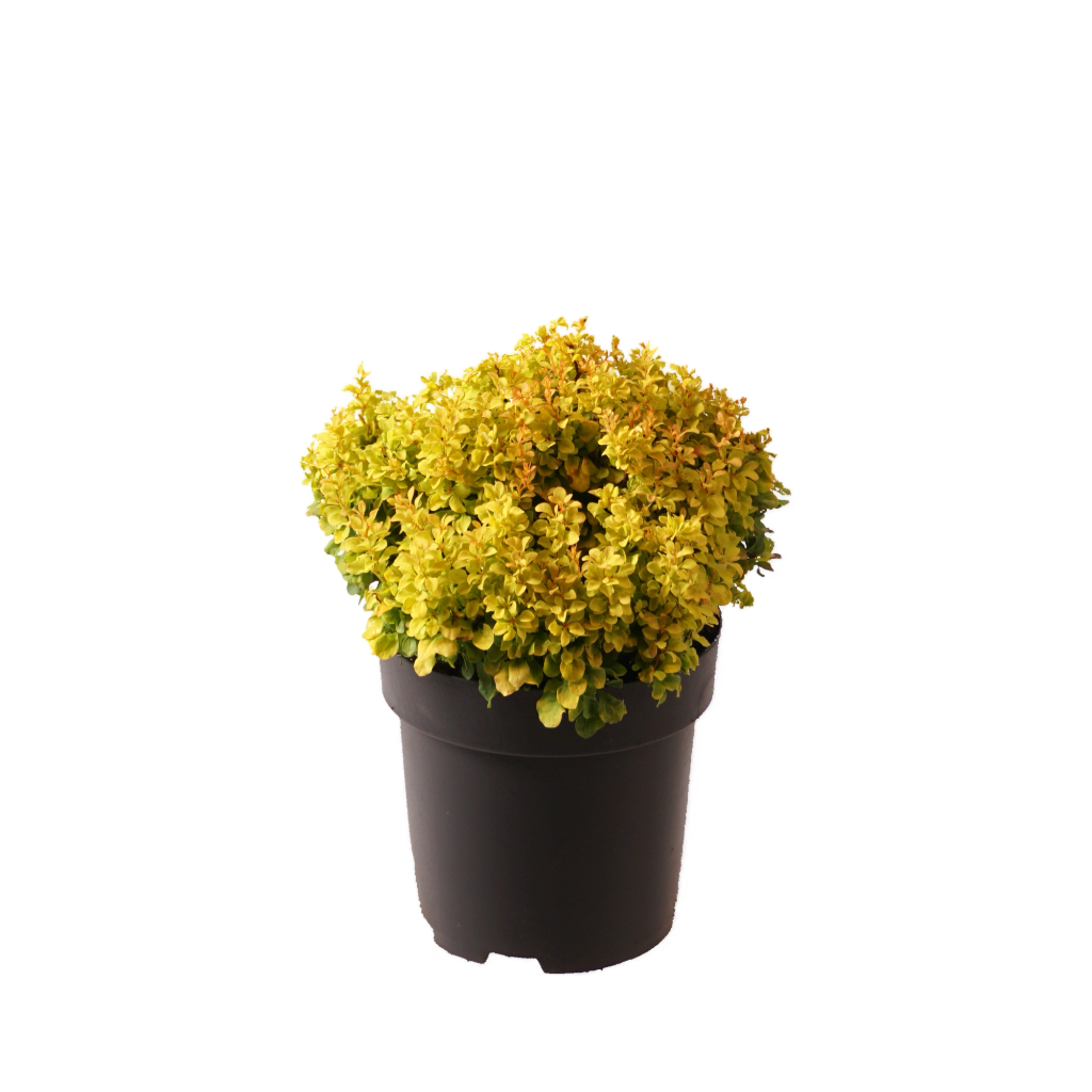 Berberitze 'Golden Nugget' Gelb