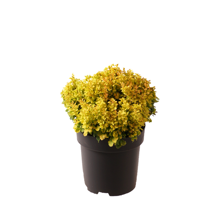 Berberitze 'Golden Nugget' Gelb