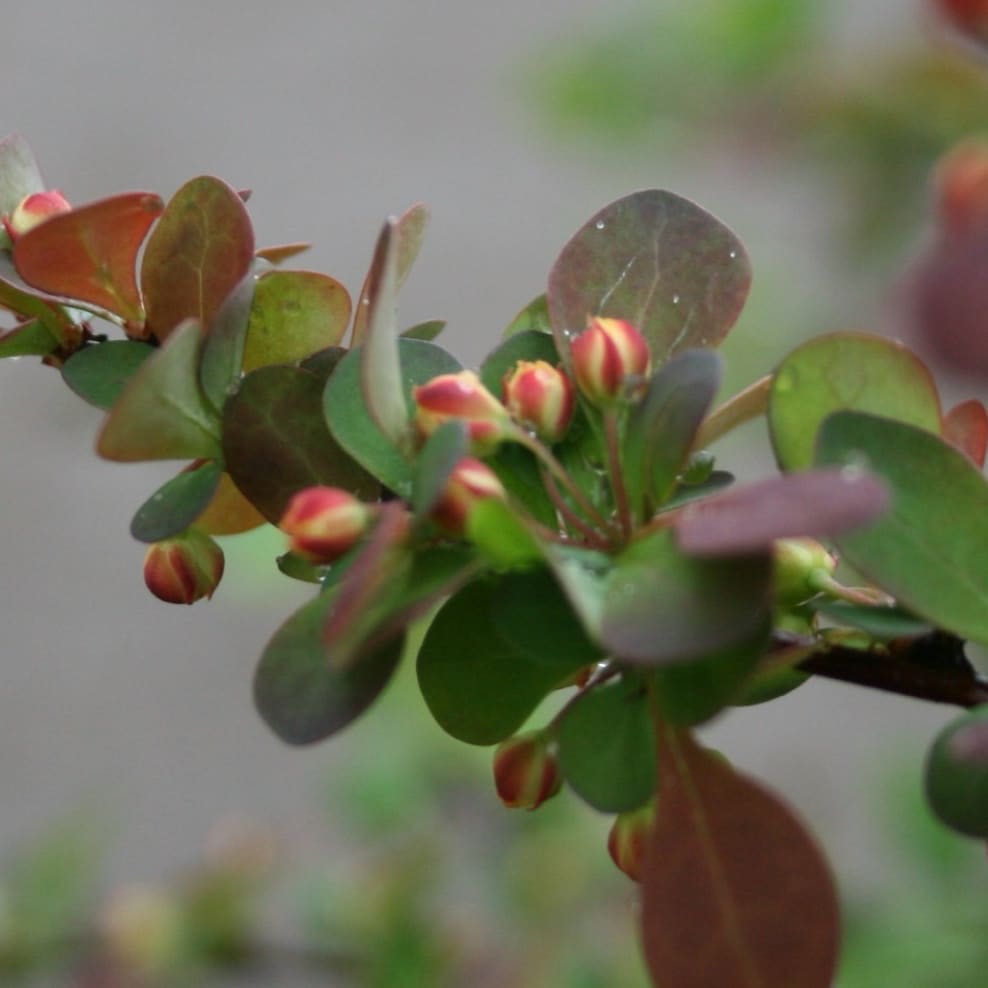 Berberitze 'Harlequin' Gelb