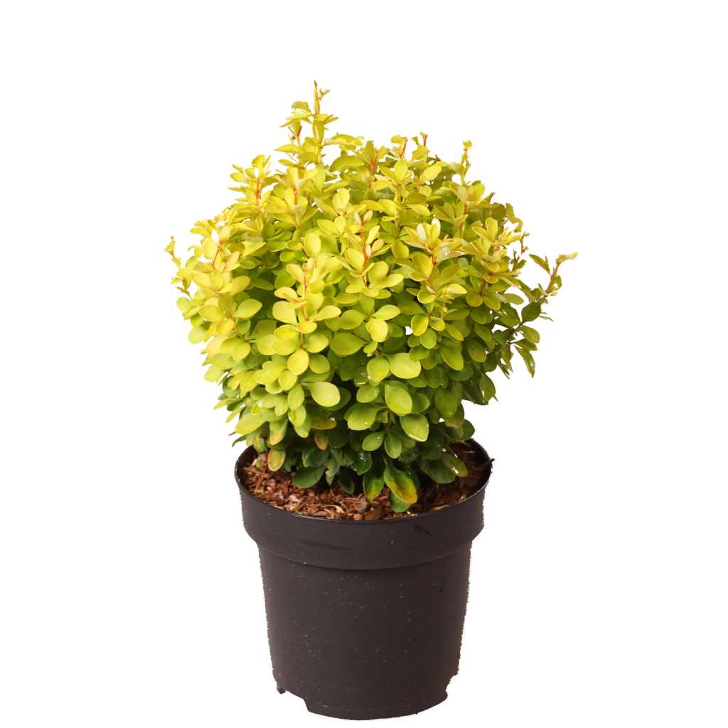 Berberitze 'Lemon Ruby' Gelb