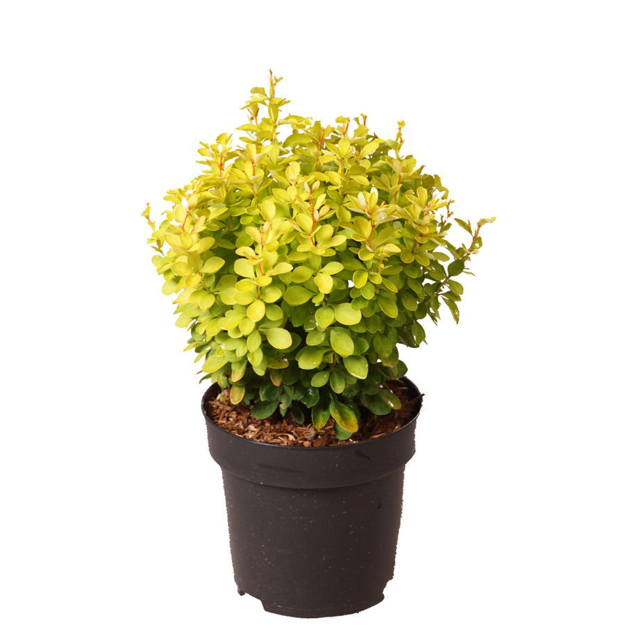 Berberitze 'Lemon Ruby' Gelb