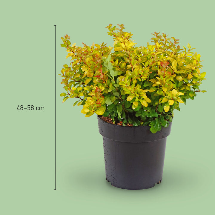 Größe der Berberitze 'Limoncello'