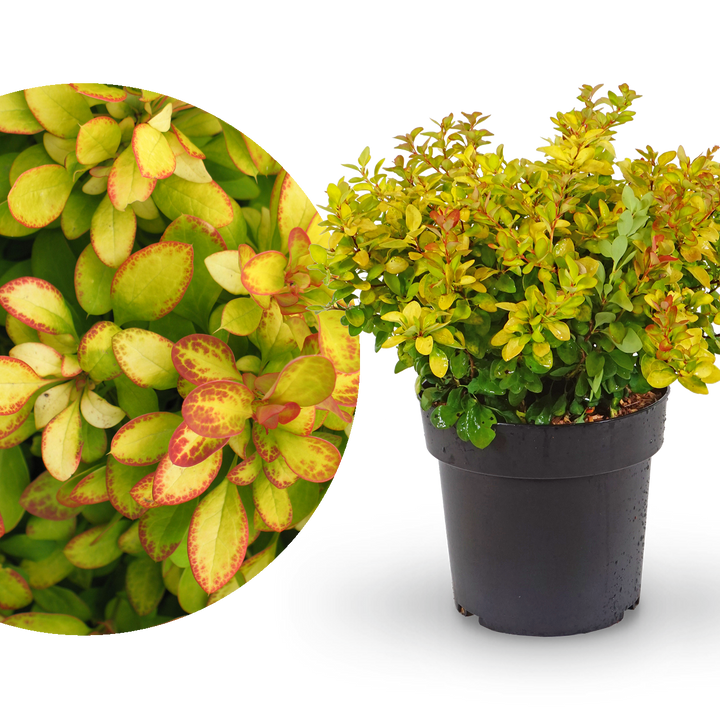Berberitze 'Limoncello'