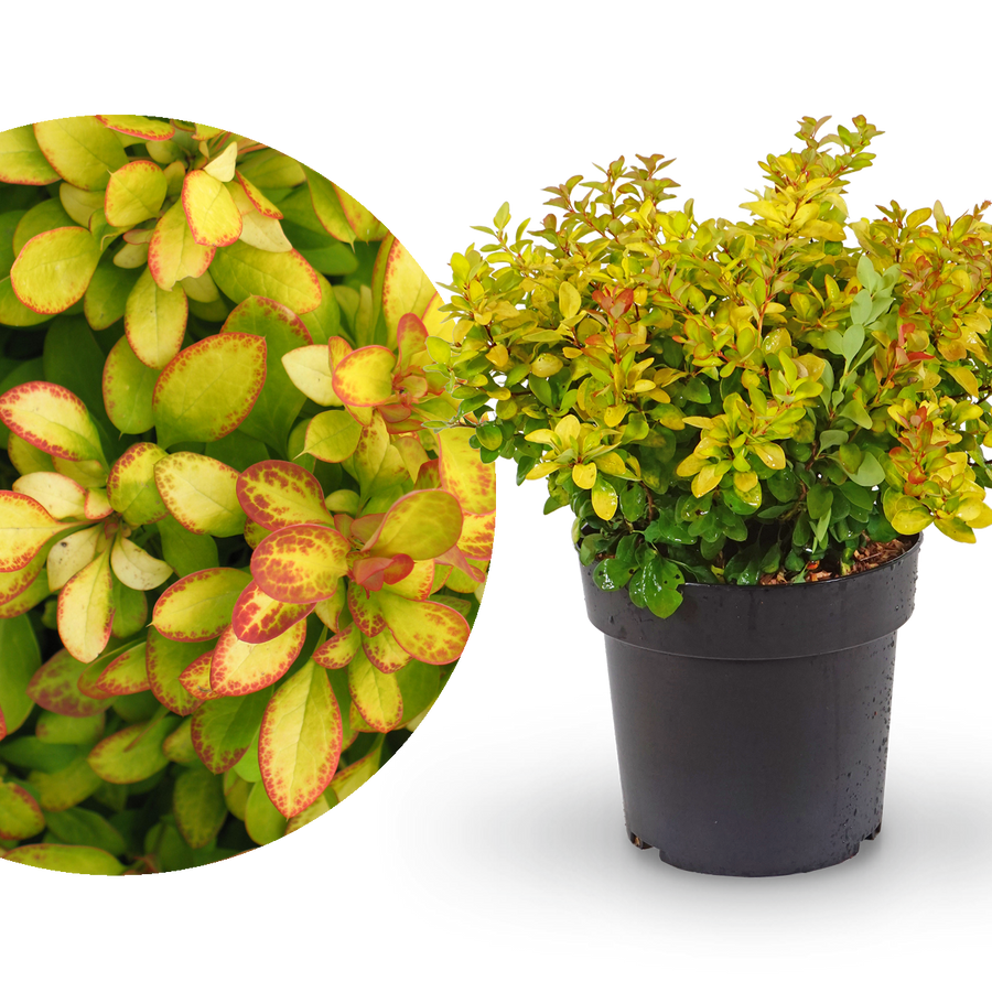 Berberitze 'Limoncello'