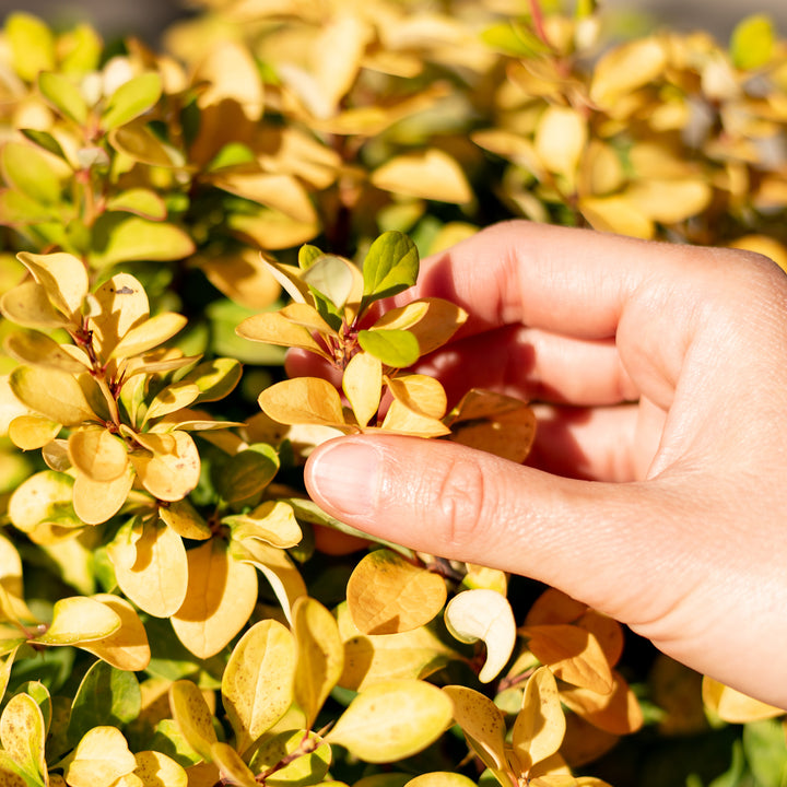 Laub der Berberitze 'Limoncello'