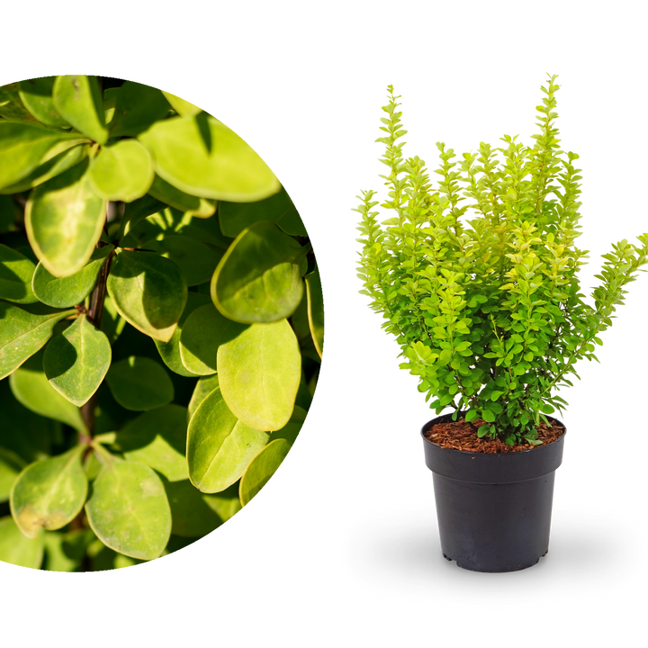 Gold-Berberitze 'Maria'