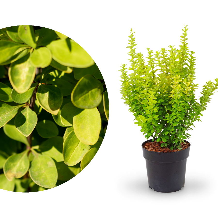 Gold-Berberitze 'Maria'