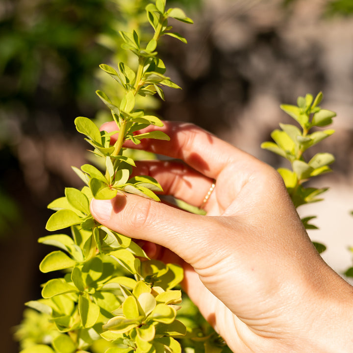 Laub der Gold-Berberitze 'Maria'