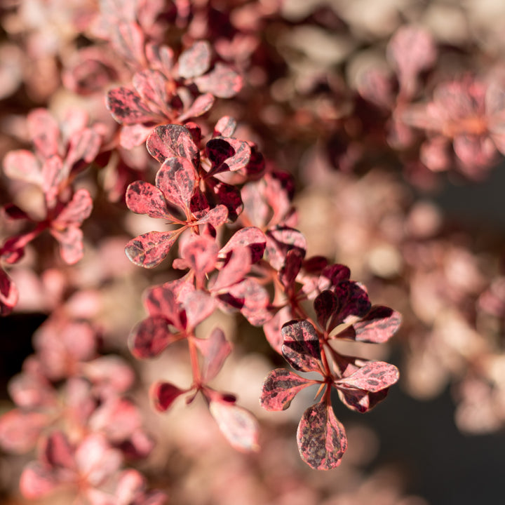 Blätter der Berberitze 'Rose Glow'