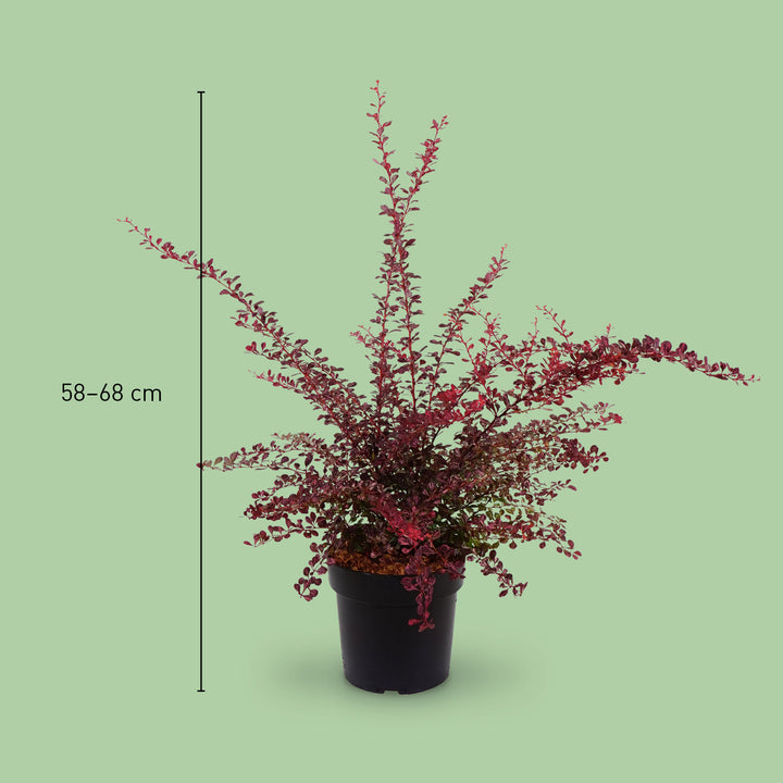 Größe der Berberitze 'Rose Glow'