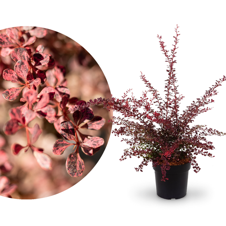 Berberitze 'Rose Glow'