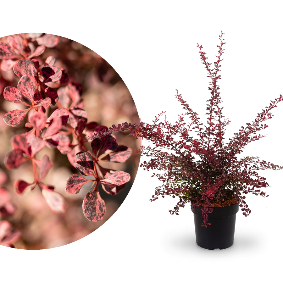 Berberitze 'Rose Glow'