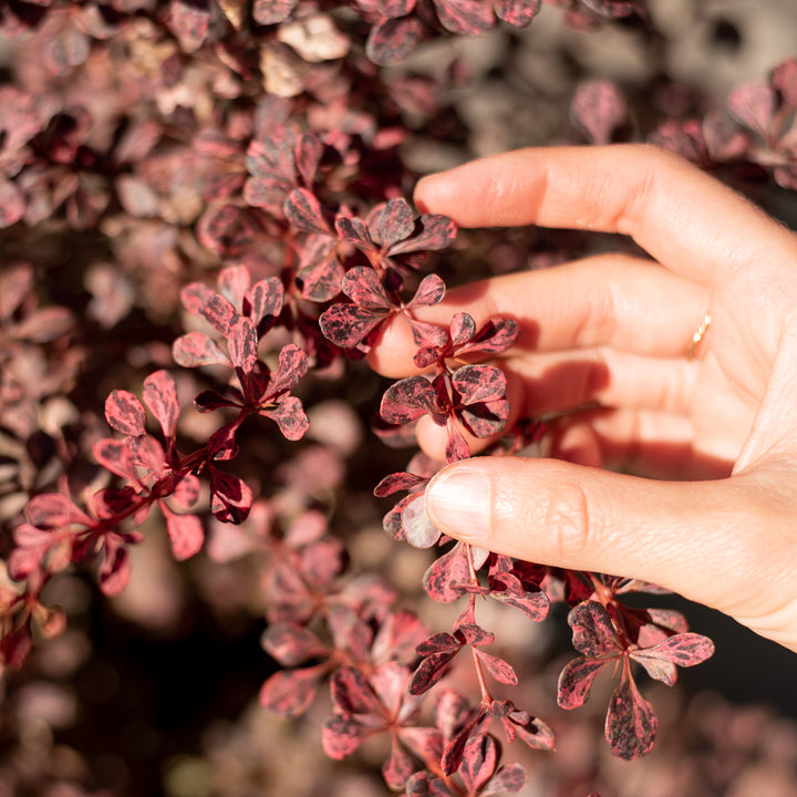 Laub der Berberitze 'Rose Glow'