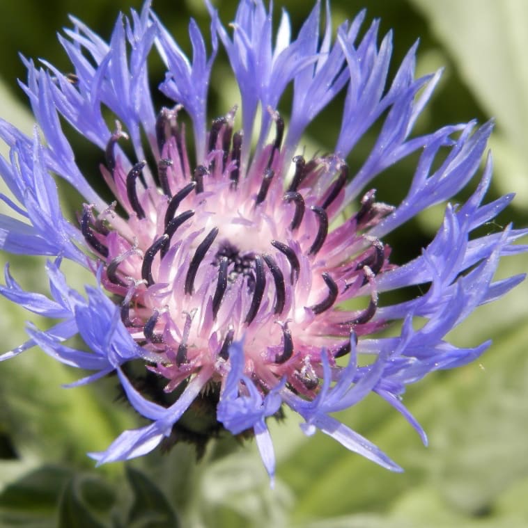 Berg-Flockenblume Blau