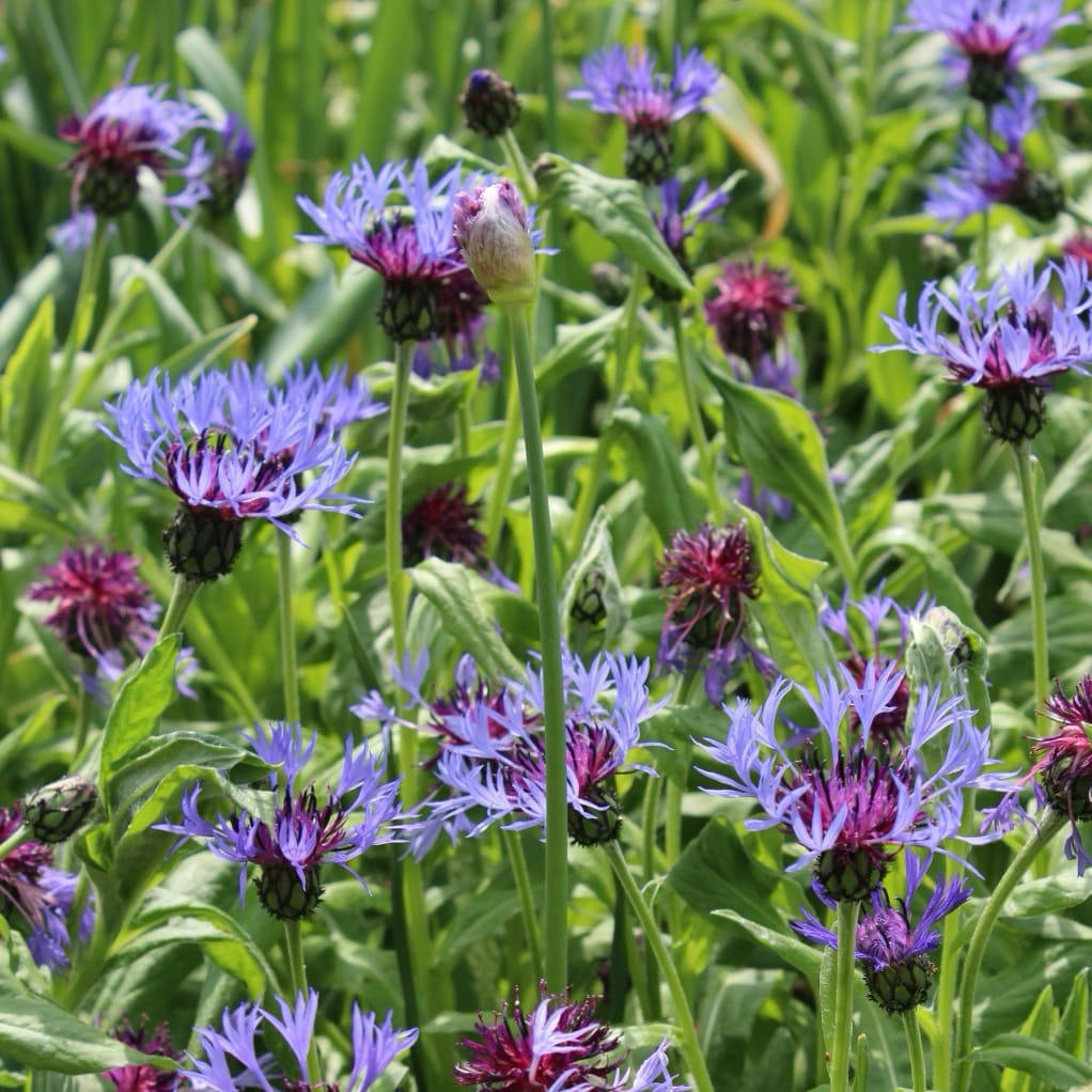 Berg-Flockenblume Blau