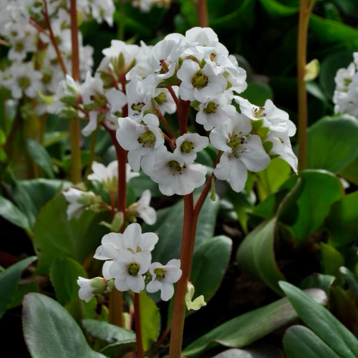 Bergenia cordifolia 'Bressingham White'